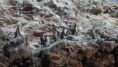 /album/islas-ballestas/k-sam-5542-jpg/