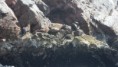 /album/islas-ballestas/k-sam-5548-jpg/
